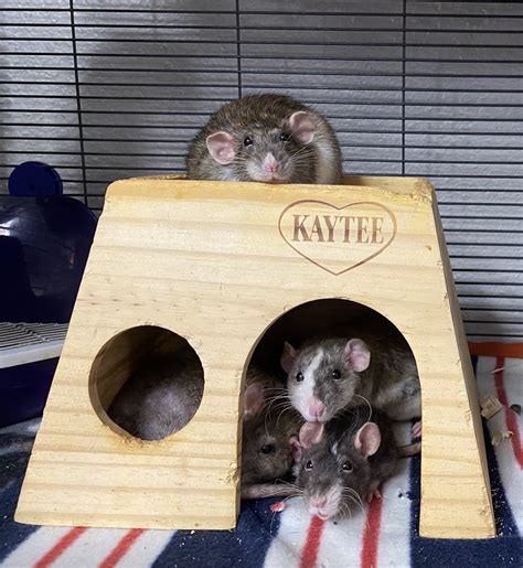 Tara Haelle on Twitter: "I play with my dogs too! And my rats!…