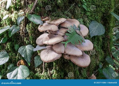 Fungi are Saprophytes and Parasites that Live on Trees in Parks and ...