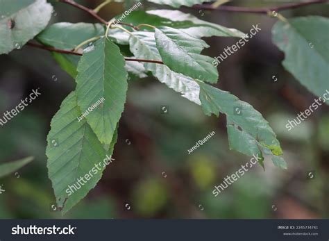 1,413 Proximal Distal Images, Stock Photos & Vectors | Shutterstock