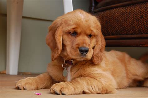Penny, the Golden Cocker Retriever from Dakota Sport Retrievers ...