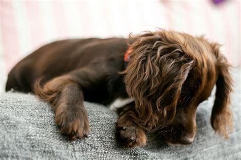 Cocker Spaniel Grooming Techniques: Mastering the Perfect Cocker Cut