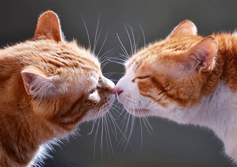 Download Cats Kissing Hd Wallpaper | Wallpapers.com