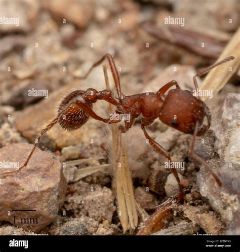 Western Harvester Ant (Pogonomyrmex occidentalis) Insecta Stock Photo ...