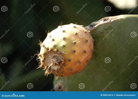 Prickly pear fruit stock image. Image of cactus, fresh - 80816013