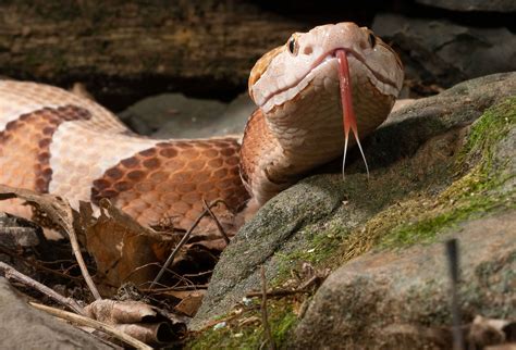 The 13 Deadliest Animals in Oklahoma