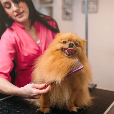 Grooming for Senior Pets - Contact New Market Animal Hospital