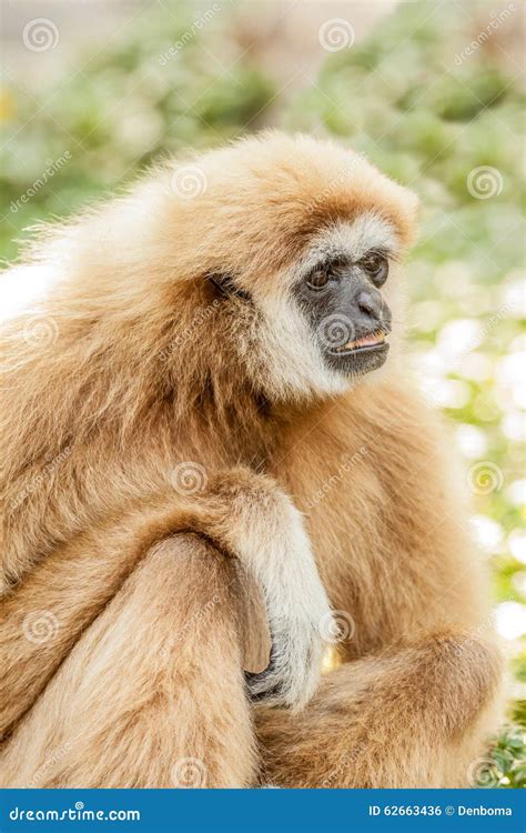Northern White Cheeked Gibbon Stock Photo - Image of leucogenys, buff ...