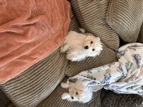 Adopt Maltese/Poodle puppies!!! Today - Find Paw Pal