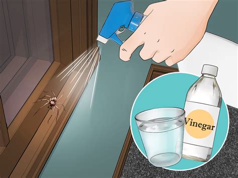 How To Prevent Brown Recluse Spiders In Your Home at Amanda Barbour blog