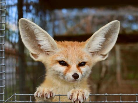 Can Fennec Fox Breed With Dogs