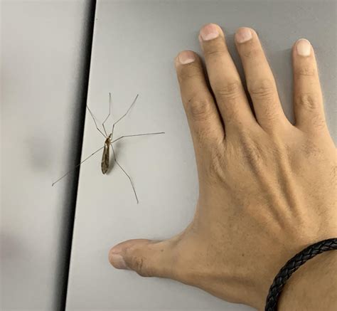 The size of this mosquito in my room! : r/WTF