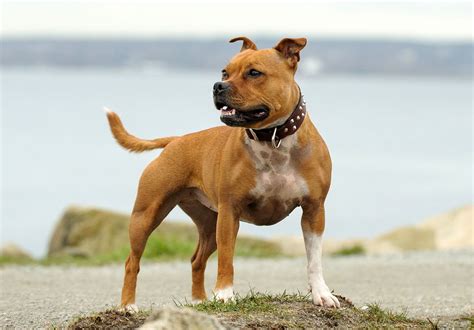 Staffordshire Bull Terrier | Pitbull, Size, Temperament & Lifespan ...