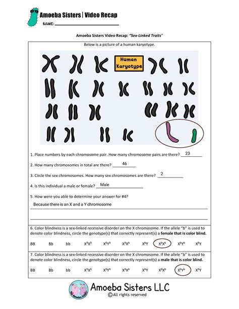 Amoeba Sisters Mutations Worksheet - prntbl.concejomunicipaldechinu.gov.co