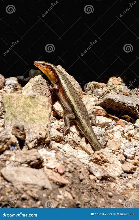 Common Garden Skink on the Ground Stock Image - Image of close, animal ...