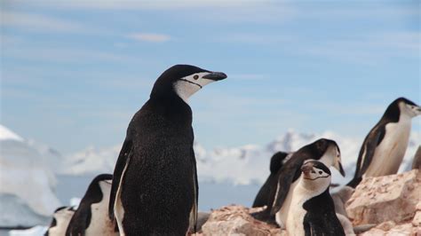 Flock of penguins, Antarctica (Photo credit to Eamonn Maguire) [3840 x ...