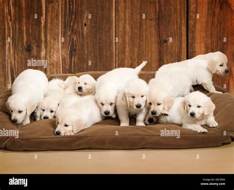 What Is Considered A Large Litter Of Puppies
