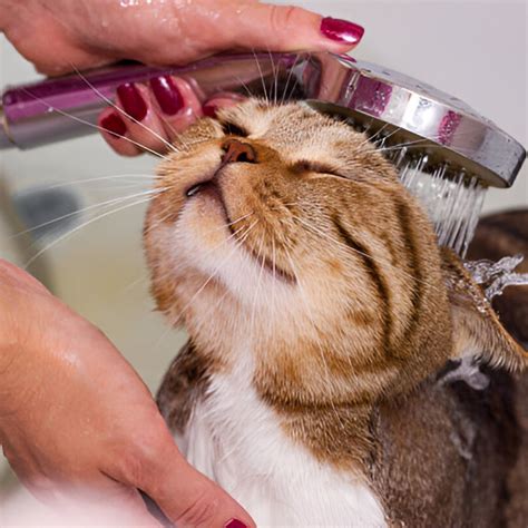 Costs & Factors of Well Water Softener Systems 🇺🇸 monthyear