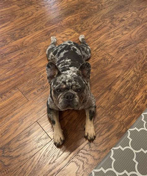 Buffalo Pug & Small Breed Rescue, Inc.