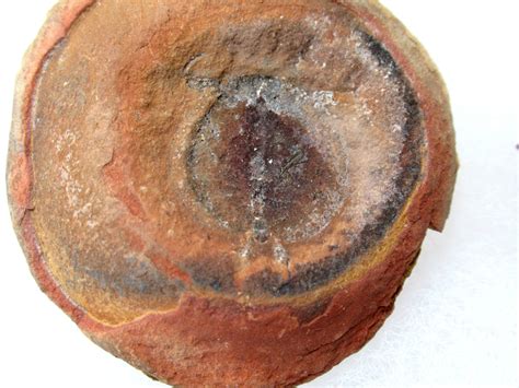 Mazon Creek Cyclus americanus Nodule #23 | Fossils for Sale