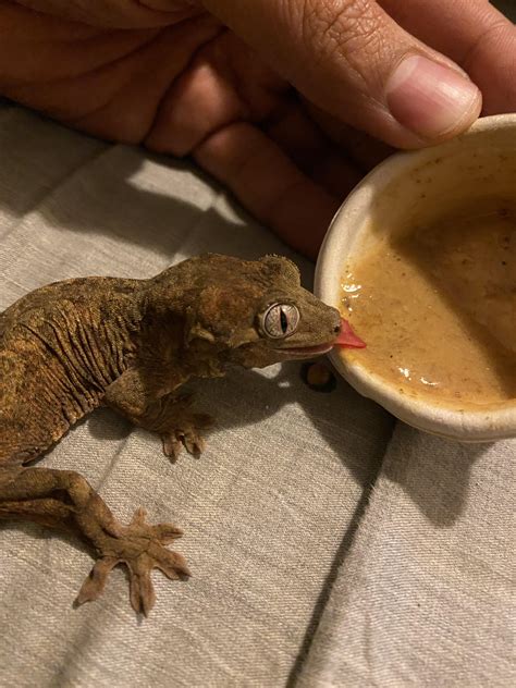 What’s the ideal setup for a Chinese Cave Gecko? : r/geckos