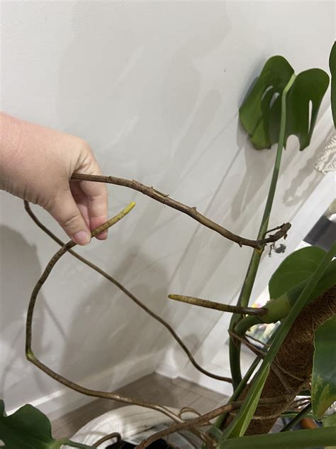 Why Do Monstera Have Aerial Roots: Unveiling Their Purpose - Indoor Plants