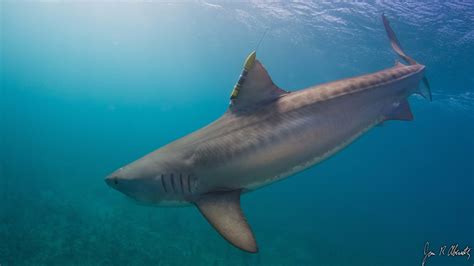 25 Incredible Tiger Shark Pictures in HD