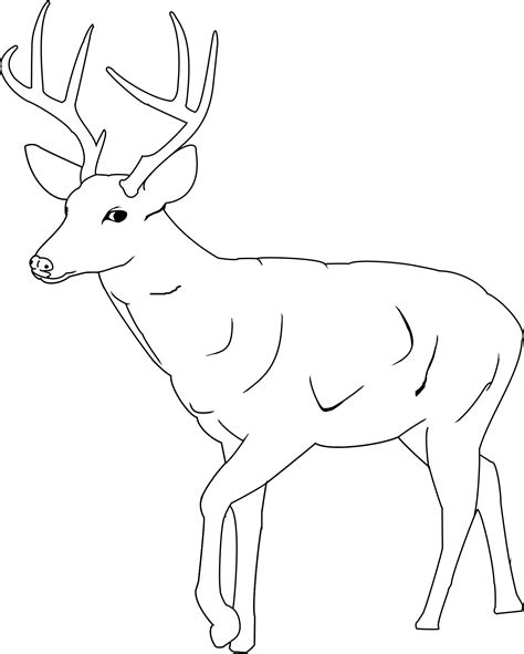 White Tailed Deer Coloring Page at GetColorings.com | Free printable ...