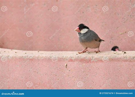 Java Sparrow ( Padda Oryzivora ). Stock Photo - Image of tropical ...