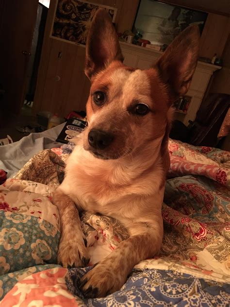 Amigo, my Chihuahua and Red Heeler mix : r/aww