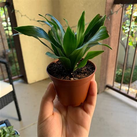 Dracaena 'Janet Craig Compacta' Temperature