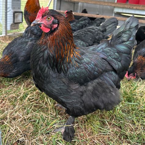 Cuckoo Maran Chickens Black