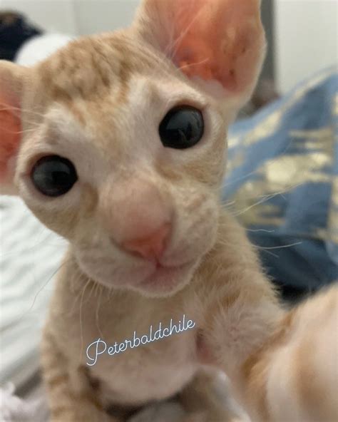 Top 10 friendliest cat breeds – Artofit