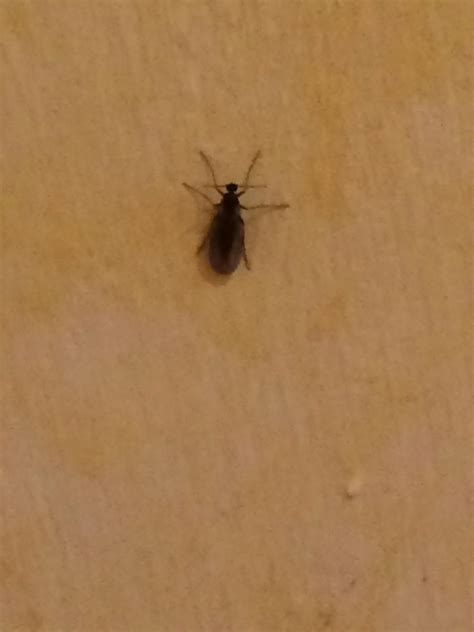 Tiny Flies In Bathroom Sink – Bathroom Guide by Jetstwit