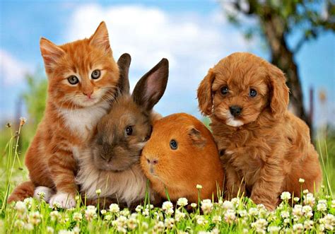 Kitten and Puppy Wallpapers - Top Free Kitten and Puppy Backgrounds ...