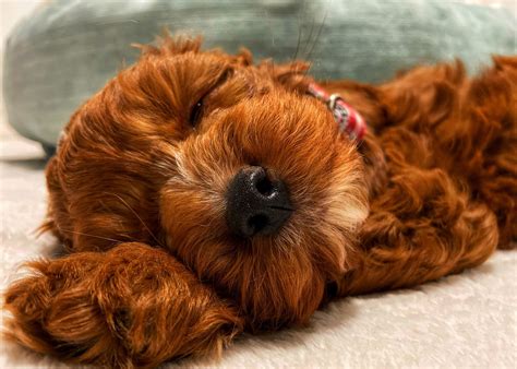 What is a Labradoodle? Breeds, Traits & Life Expectancy - Daring Doodle