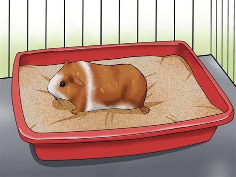 How to Train Your Guinea Pig: 6 Steps (with Pictures) | Guinea pigs ...