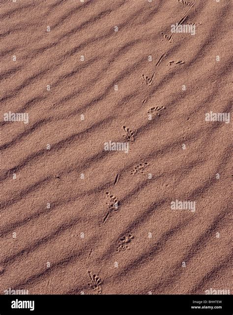 ARIZONA - Lizard tracks in the sand at Mohawk Dunes Stock Photo - Alamy