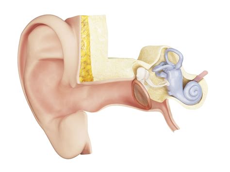 Ear Anatomy Drum at Rick Scott blog