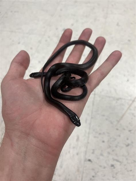 Gotta love Mexican Black King Snakes :)😍 : r/snakes