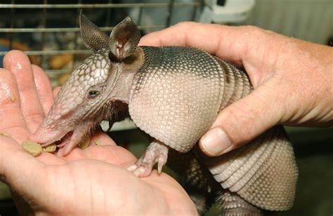 Leprosy Armadillo