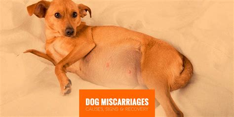 Dog Miscarriages — Causes, Symptoms, Treatments & Recovery