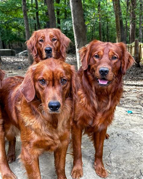 FAQ - Clovers Print Goldens