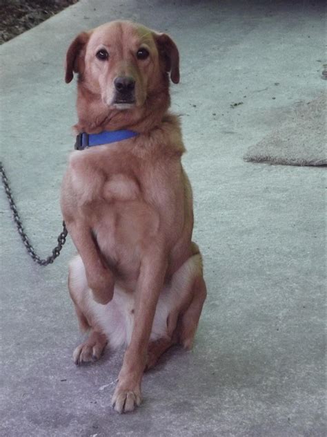 Lab Mix Golden Retriever Dog at Amanda Moretz blog