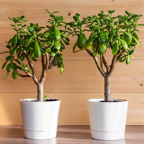 Jade Plant Care Instructions: How To Care For A Jade Plant
