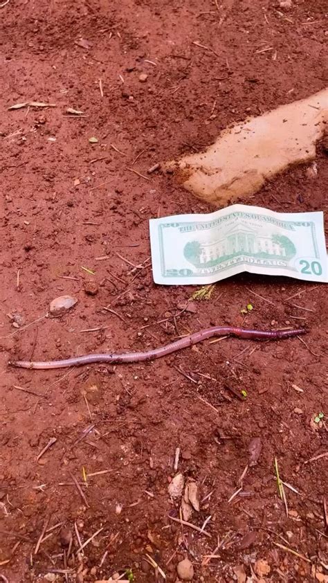 Organic Cage Free Eggs available for delivery - One News Page VIDEO