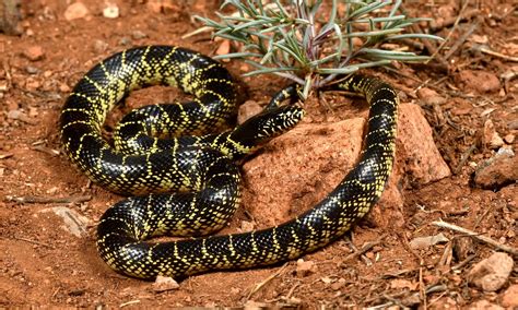 Discover 5 Black and White Snakes in Arizona - AZ Animals