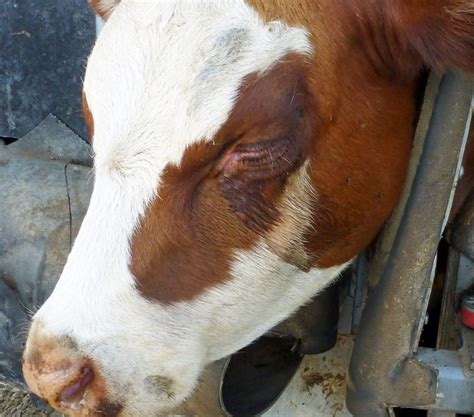 Infectious Keratoconjunctivitis in Cattle and Small Ruminants ...