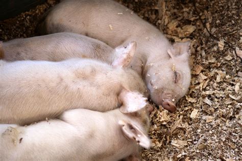 Piglets #stancofair | Livestock, Piglet, Animals