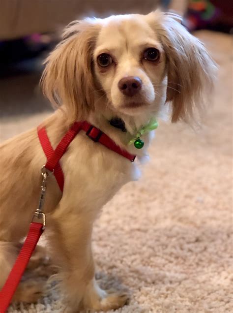 Craigslist Pets Nc Winston Salem