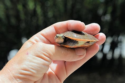 Pink Belly Sideneck Turtle EGGS and Update! – Crazy Plants Crazy Critters